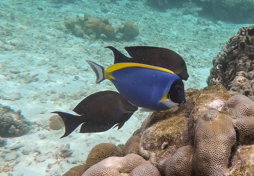 Dori2-2935