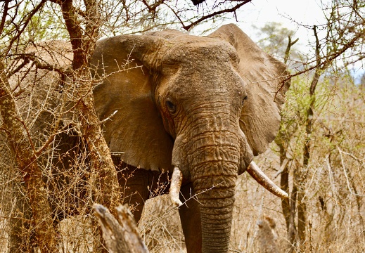 Kenia 2019